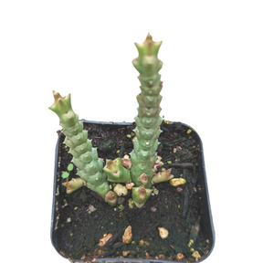 Stapelia Sp.