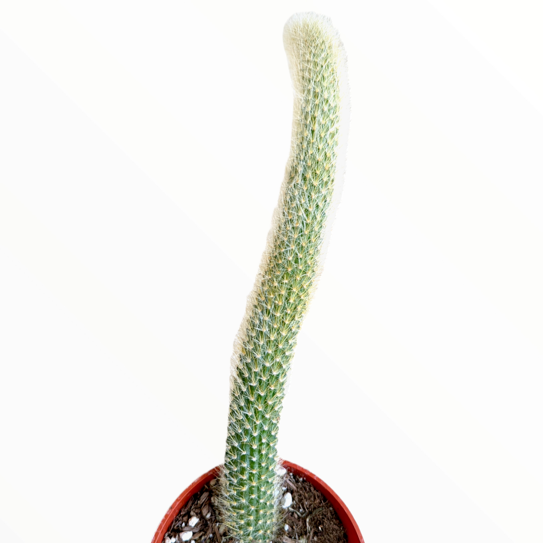 Monkey Tail Cactus Hildewintera colademononis - Succulents Depot