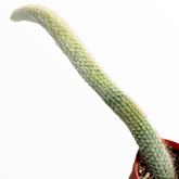 Monkey Tail Cactus with elongated, spiny stem in pot.