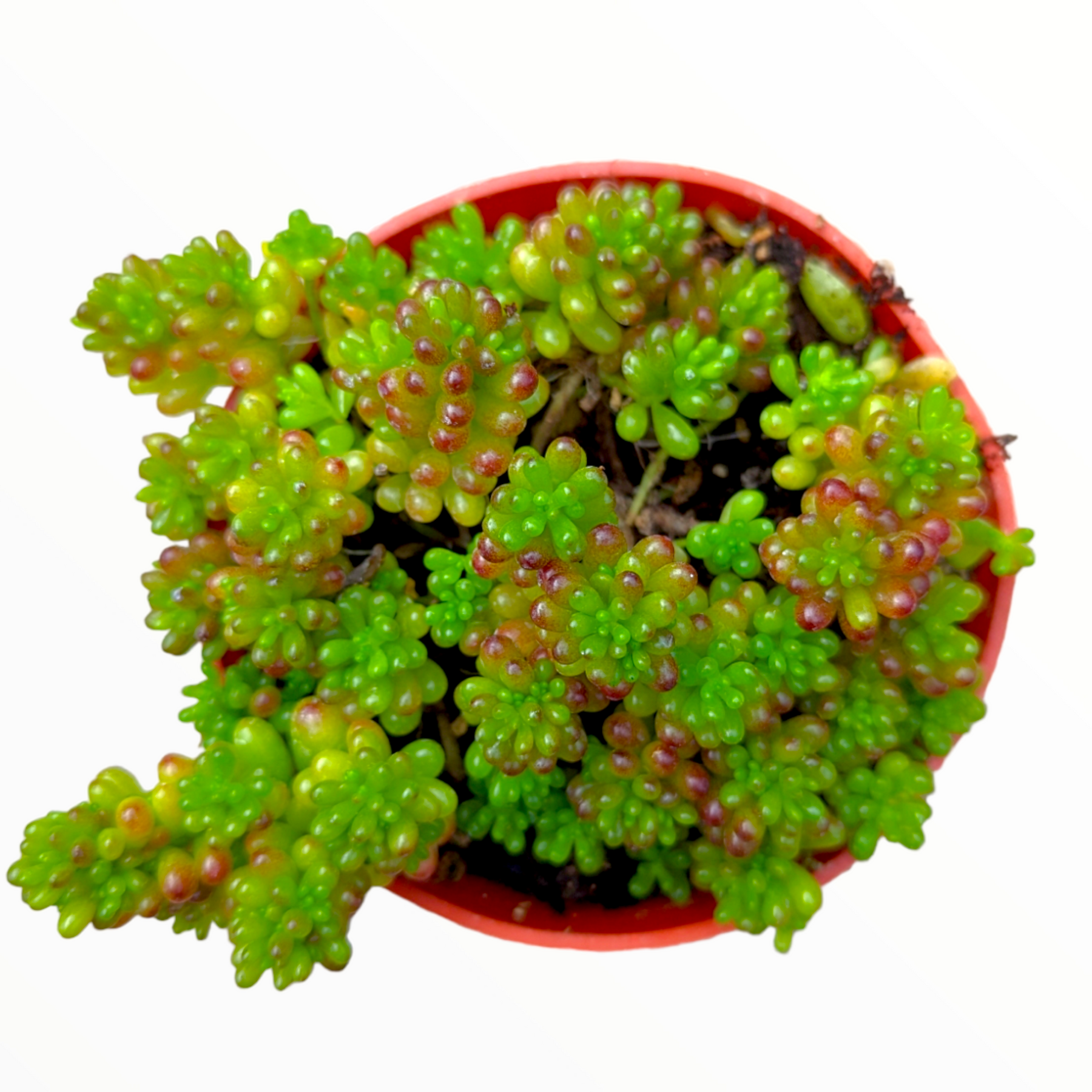 mini me succulent Sedum rubrotinctum 'Mini Me' 2 Inch