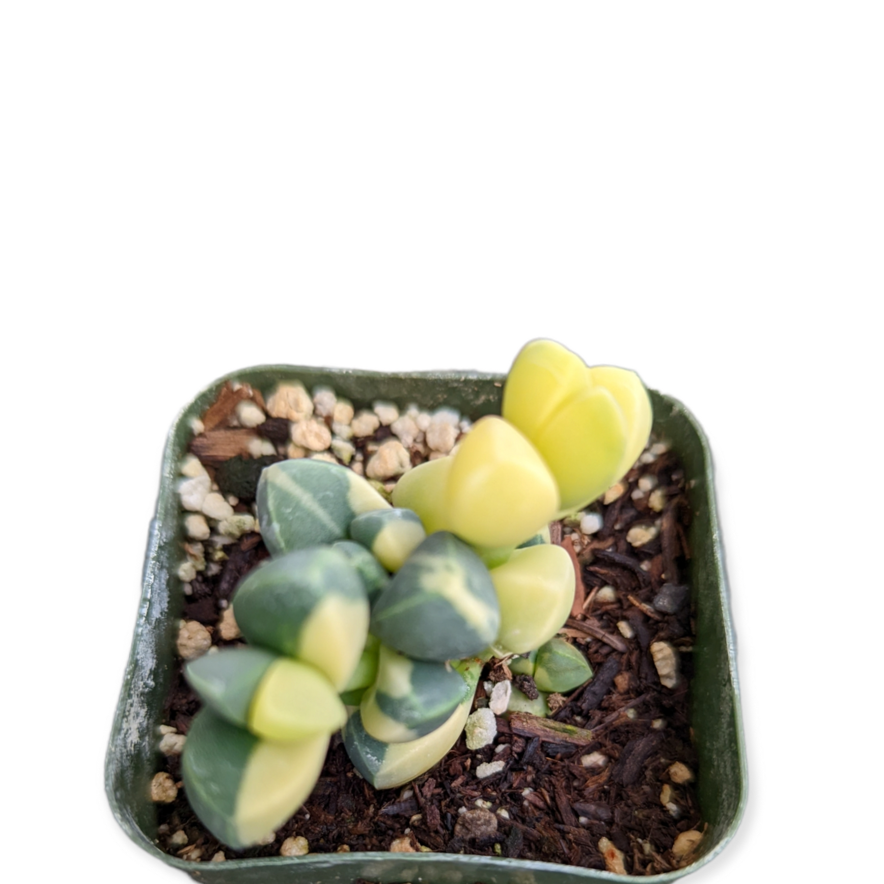 variegated ice plant succulent Corpuscularia lehmannii Variegated Ice Plant