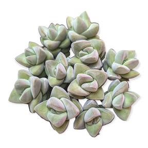succulent moonglow Crassula 'Moonglow' 2 Inch #A