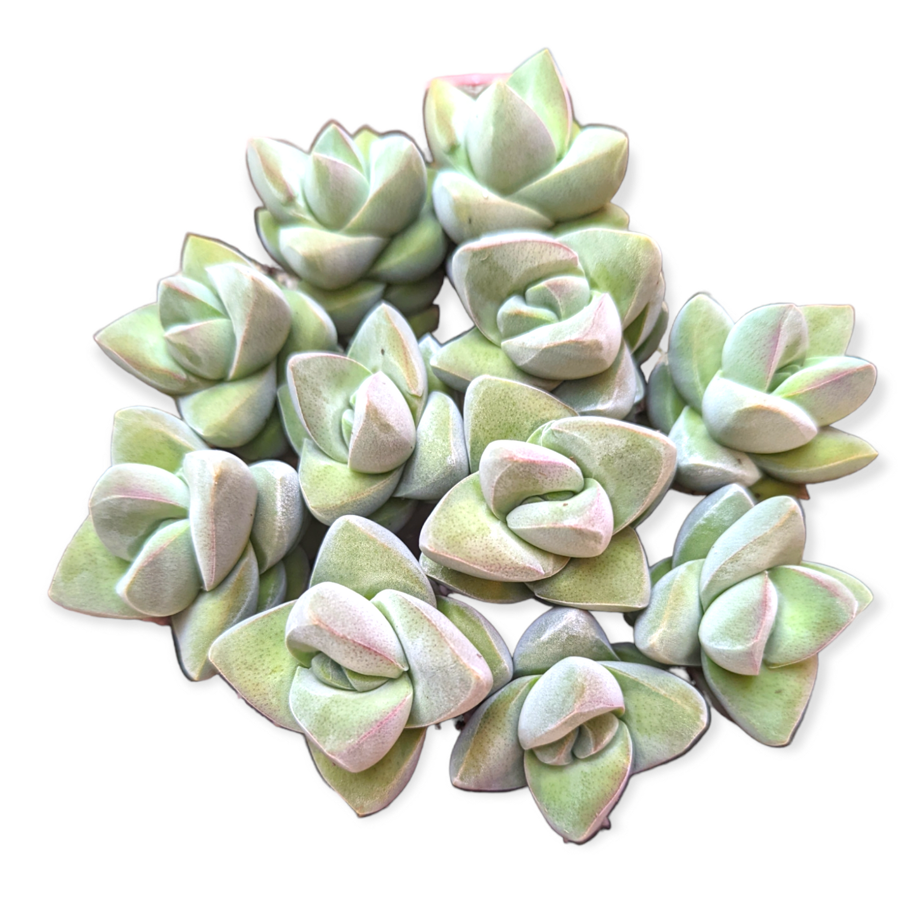 k succulents Crassula 'Moonglow' 2 Inch #A