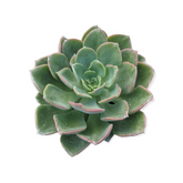 Echeveria Noble