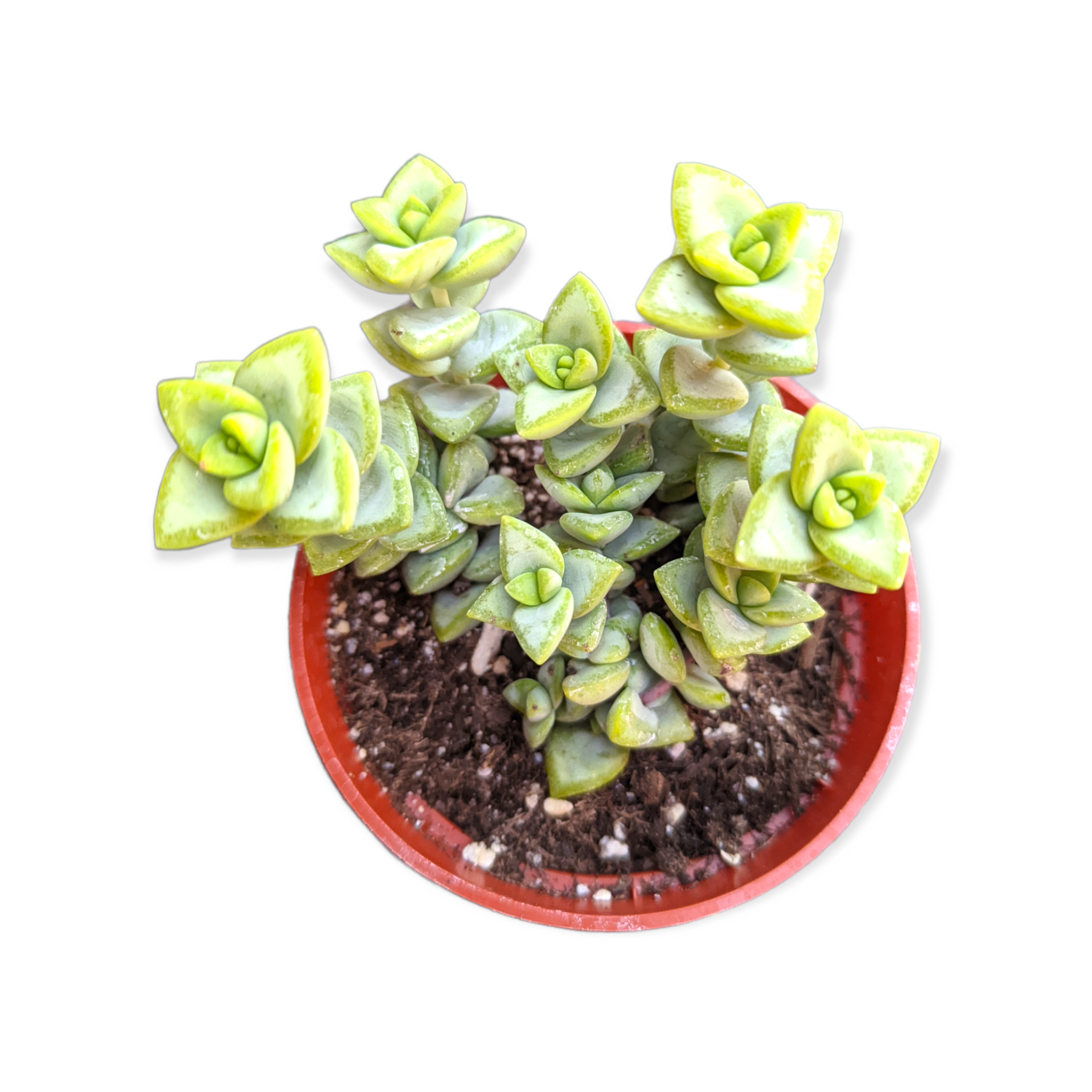rosary hanging plant Crassula rupestris 'Rosary Vine' 4 Inch