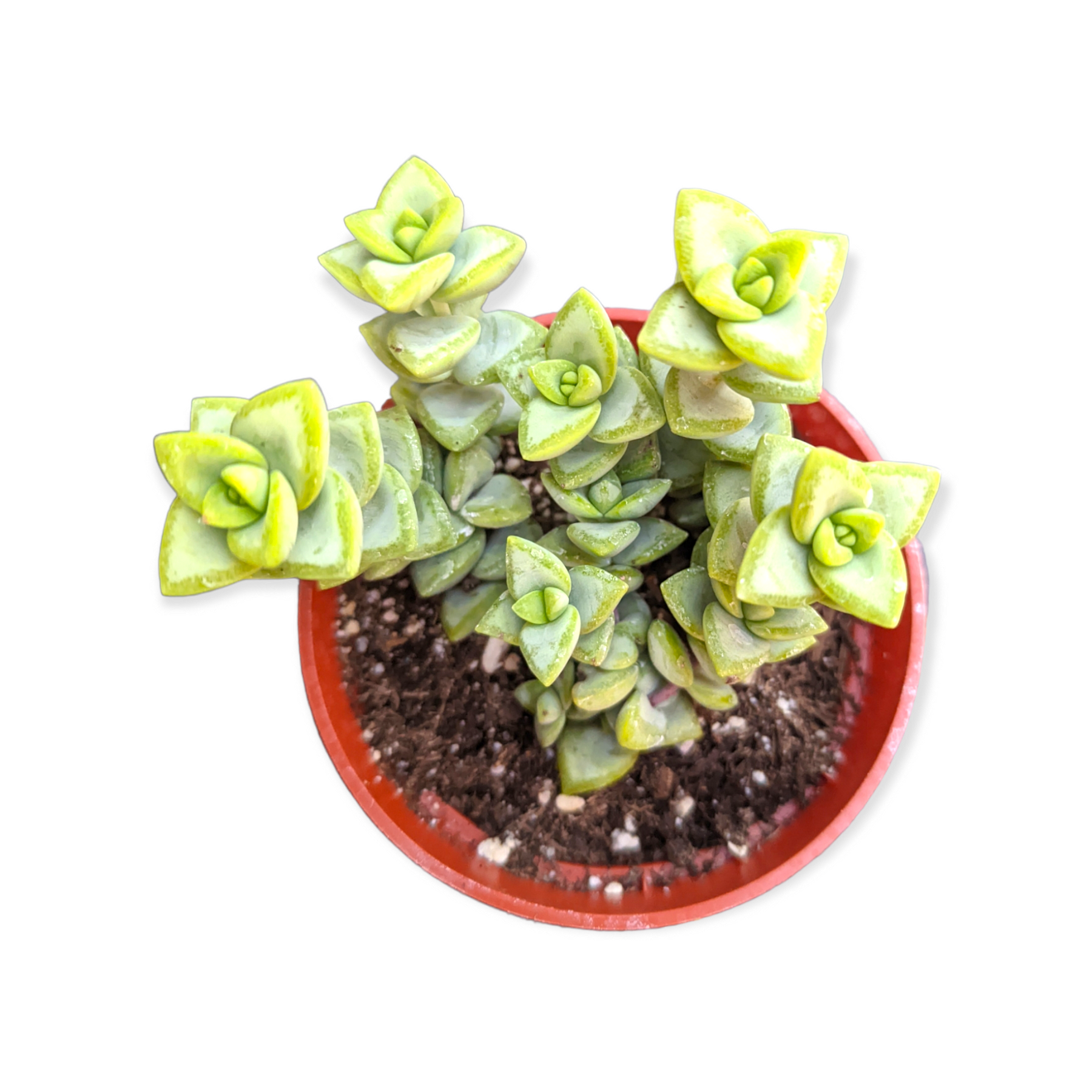 rosary plant house Crassula rupestris 'Rosary Vine' 4 Inch
