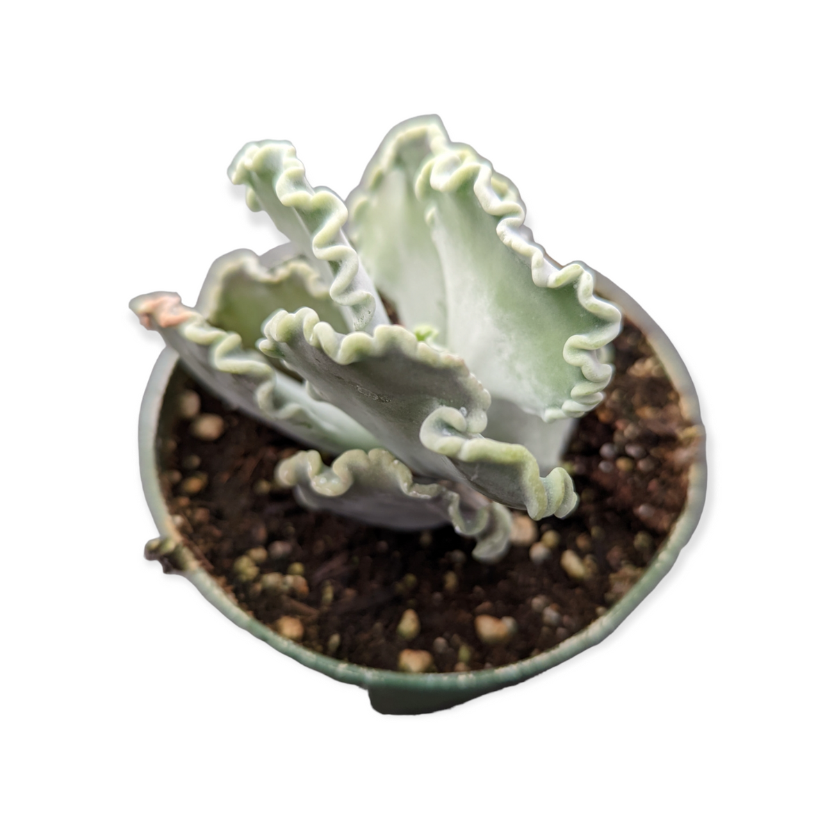 Cotyledon undulata 'Scallop Clam'