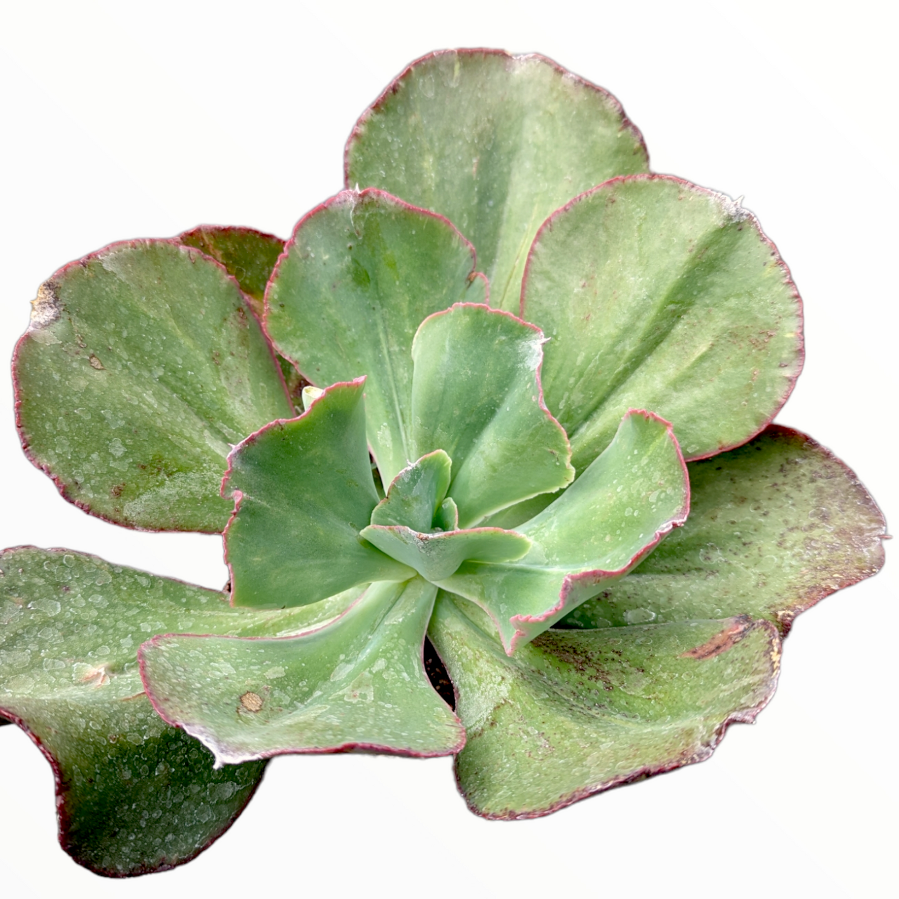 suyon succulent Echeveria Suyon