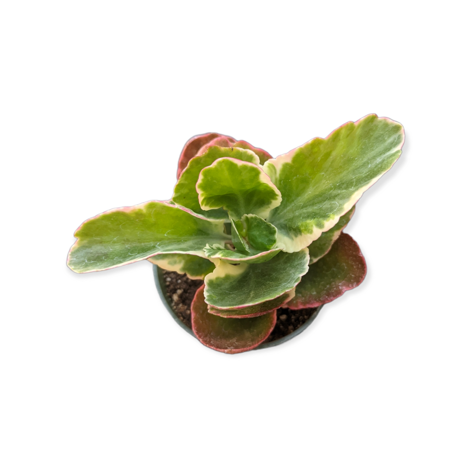 Kalanchoe Bryophyllum Fedtschenkoi

'Creamed Scallops'