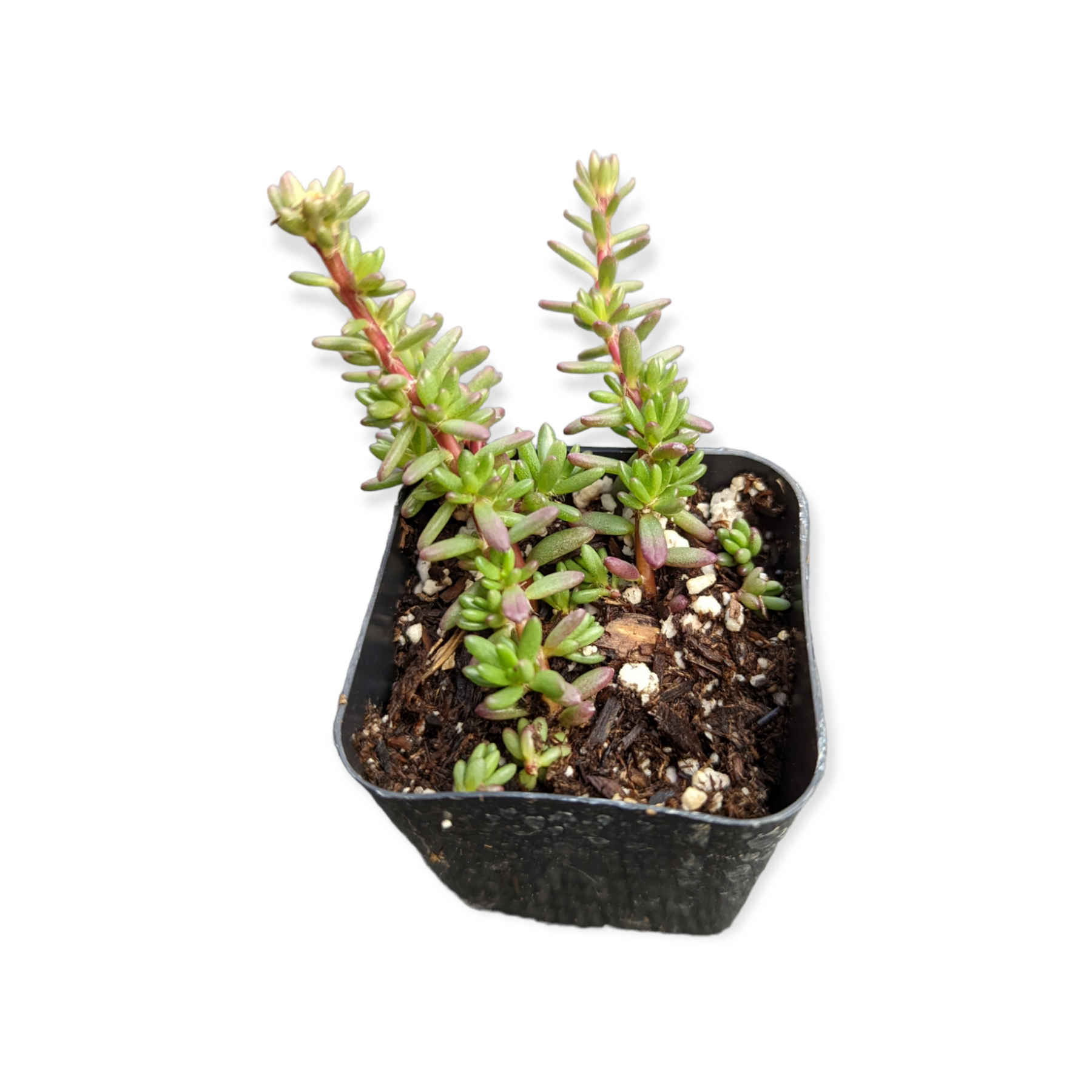 portulaca succulent plant Portulaca gilliesii 'Purple Rice'