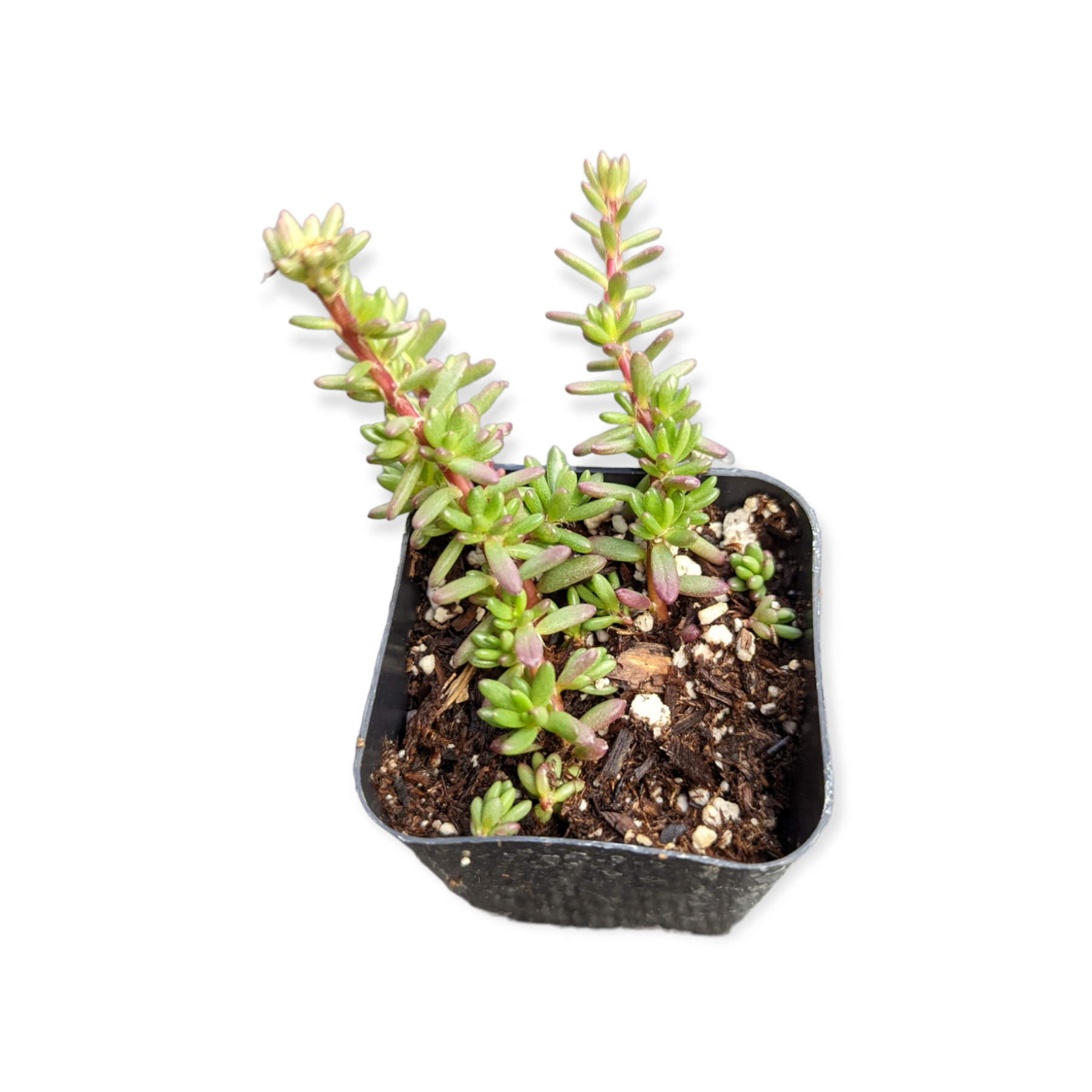 small purple succulent Portulaca gilliesii 'Purple Rice'