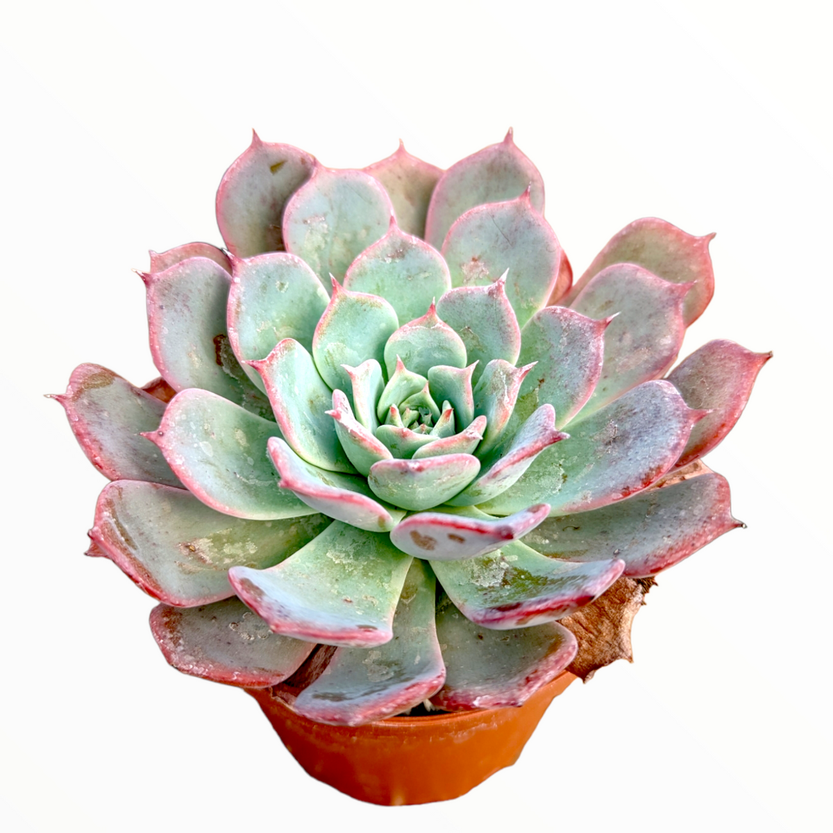 Echeveria Laulensis