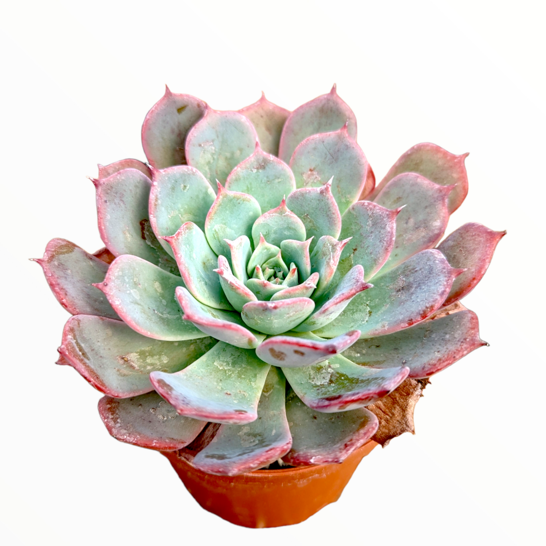 succulent leave Echeveria Laulensis