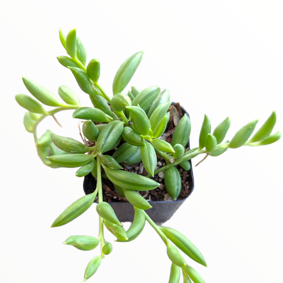 trailing banana succulent String of Bananas Senecio radicans 4 Inch