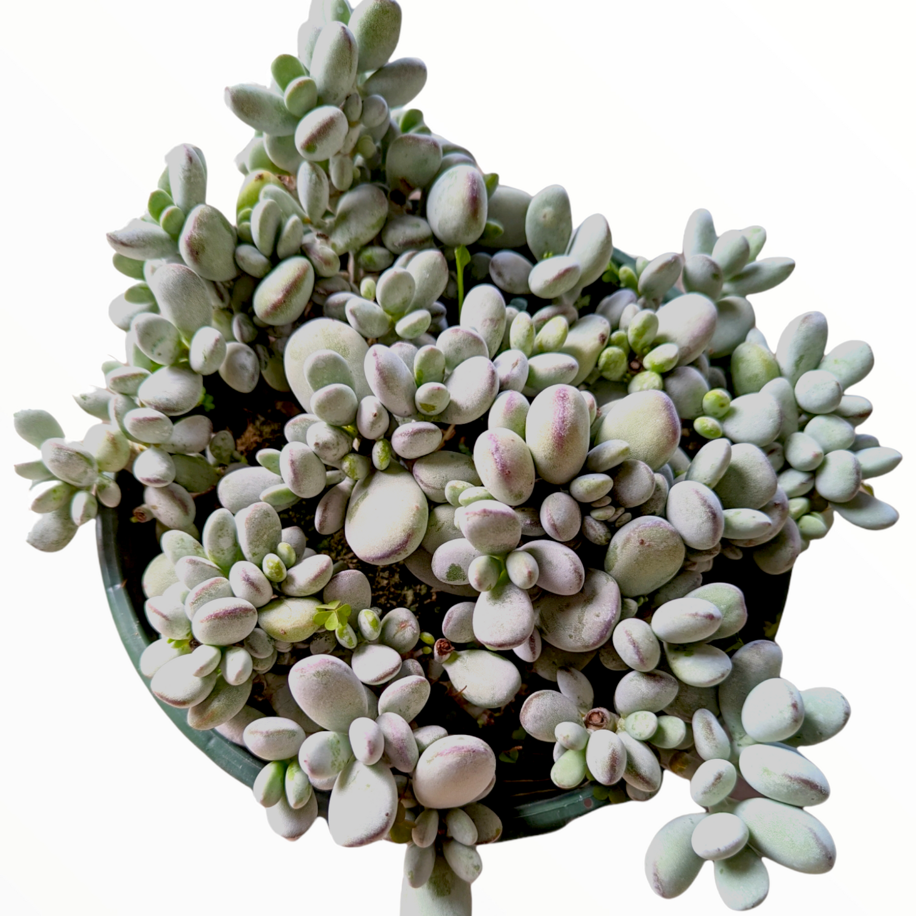 ping succulent Cotyledon orbiculata 'Ping Pong' 8 Inch