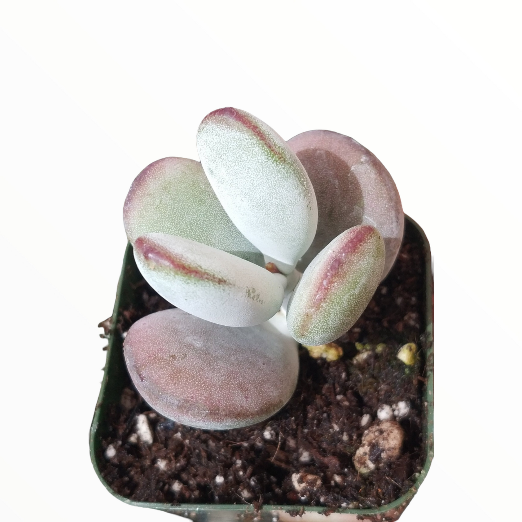 cotyledon orbiculata variegated succulent Cotyledon orbiculata 'Ping Pong' 2 Inch