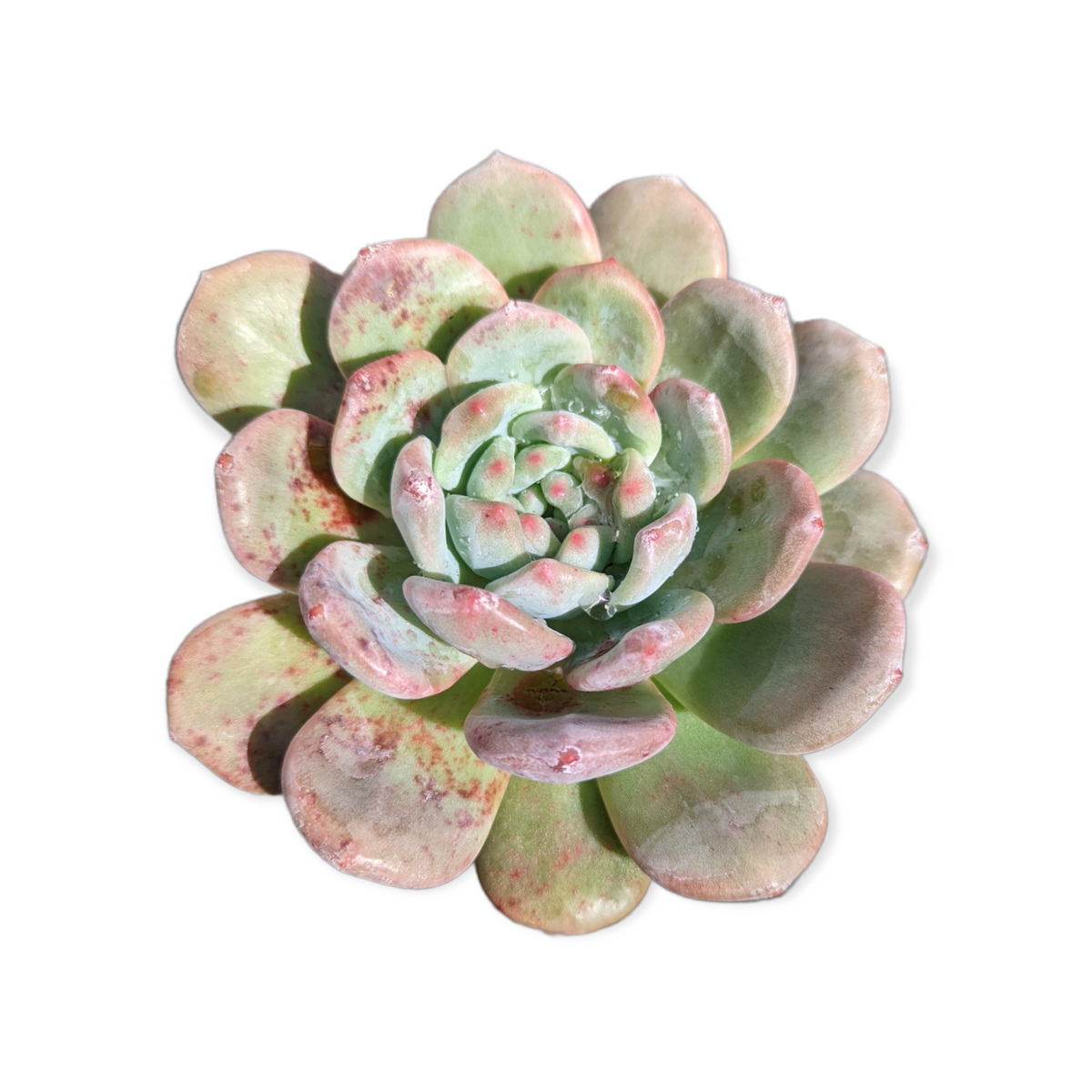 Echeveria Ariel