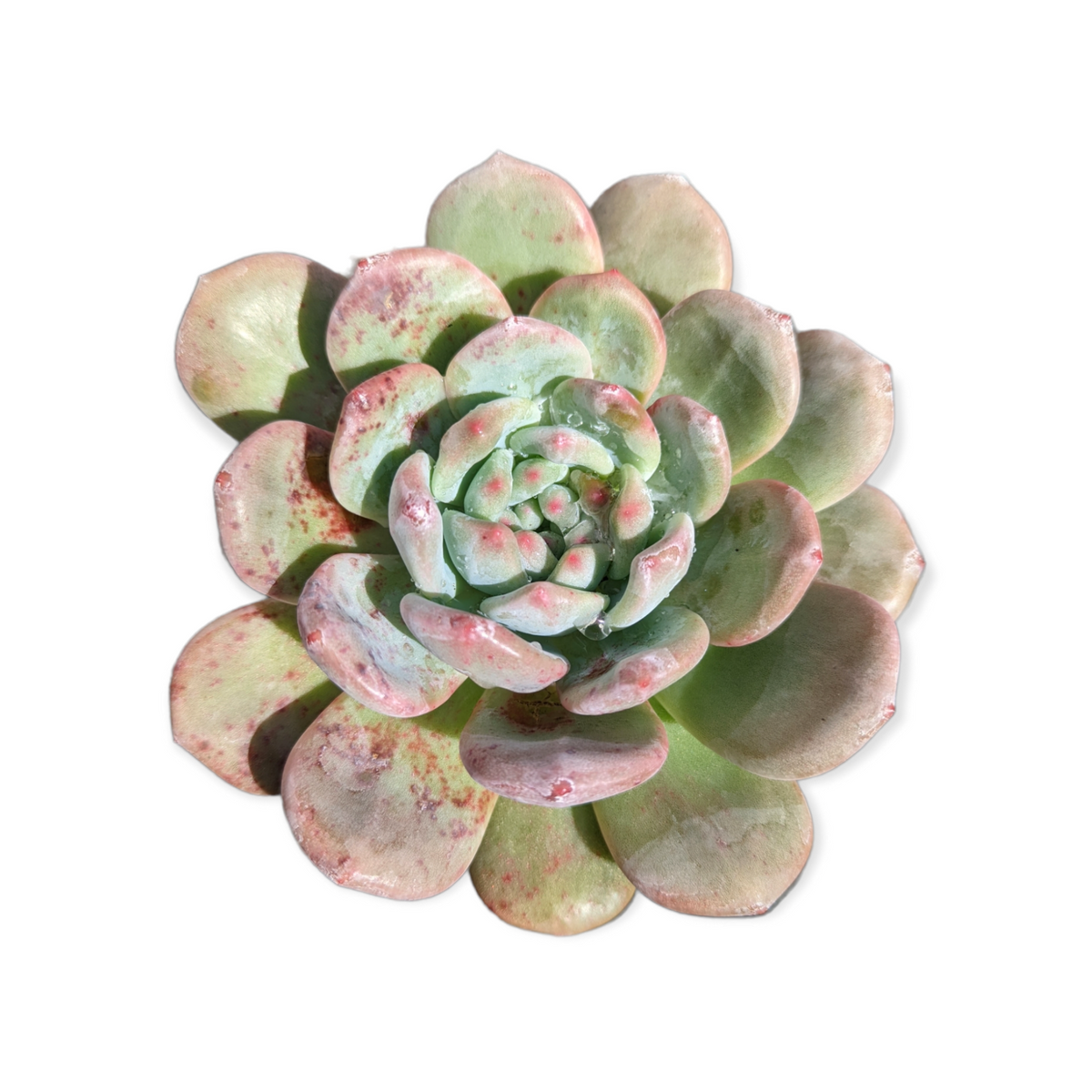 Echeveria Ariel