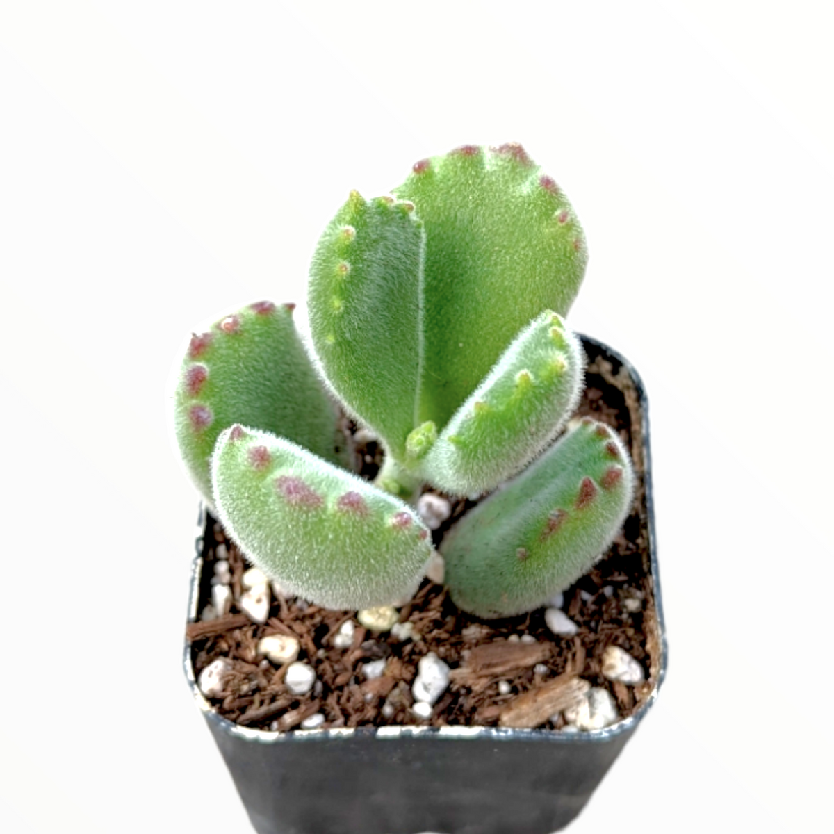 Cotyledon tomentosa Bear's Paw - Succulents Depot