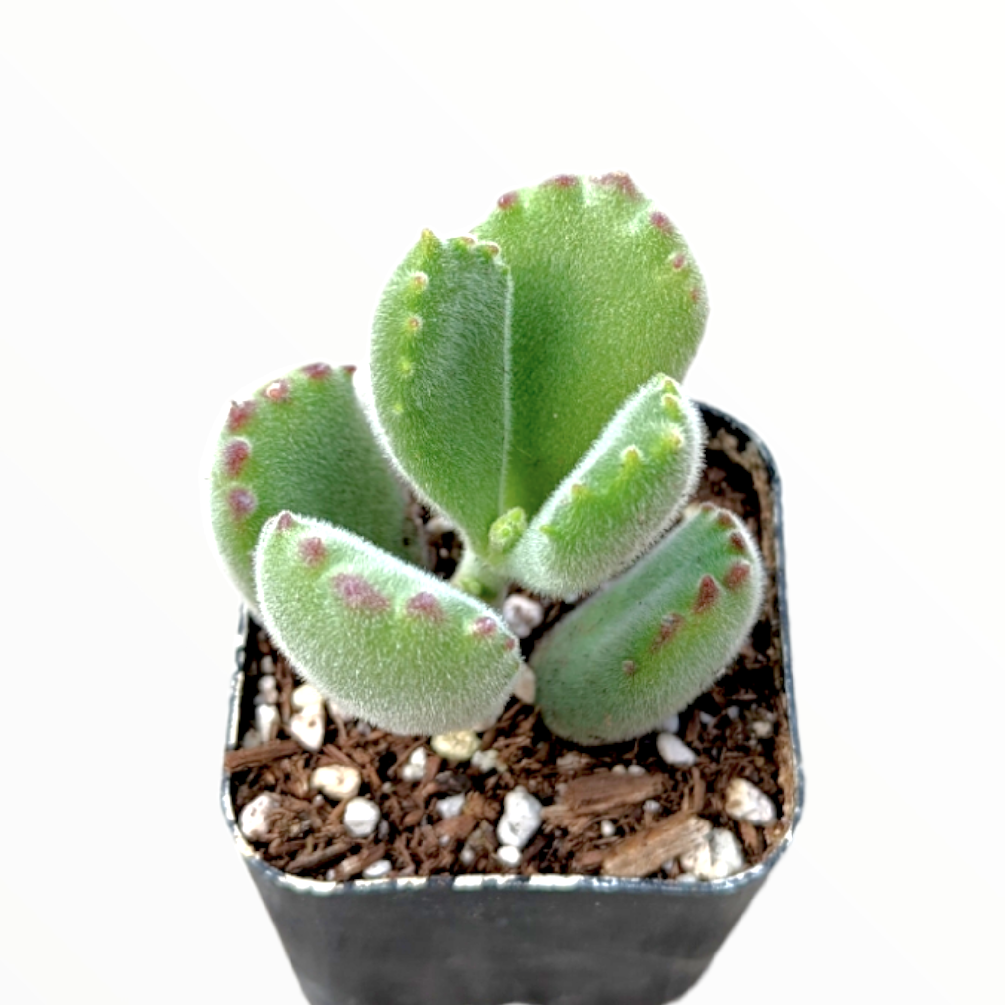are bear paw succulents poisonous to cats Cotyledon tomentosa Bear's Paw