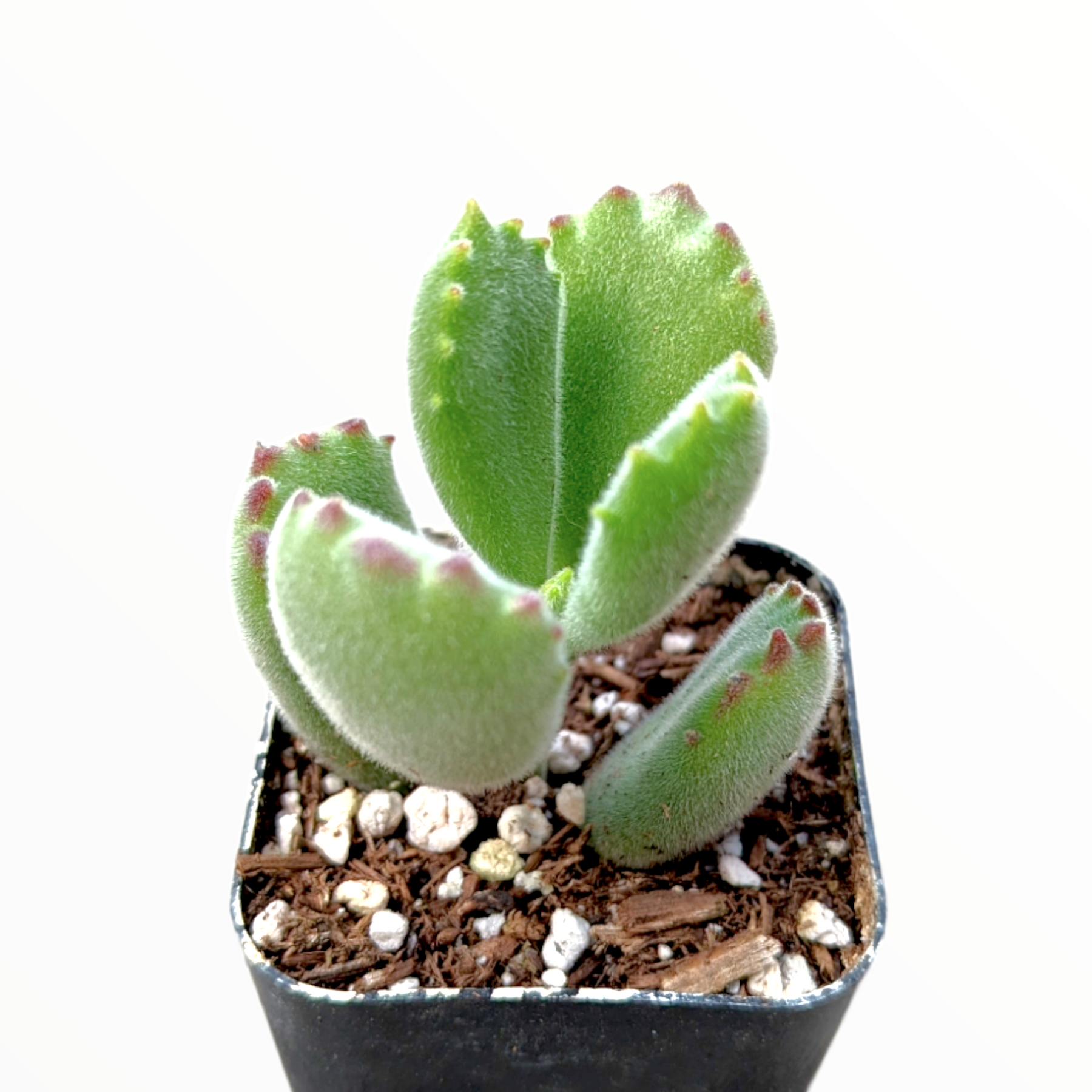 Cotyledon tomentosa Bear's Paw