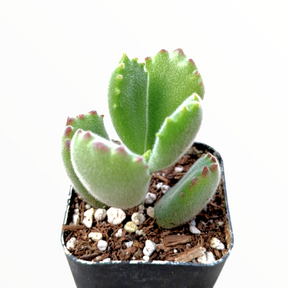 Cotyledon tomentosa Bear's Paw - Succulents Depot