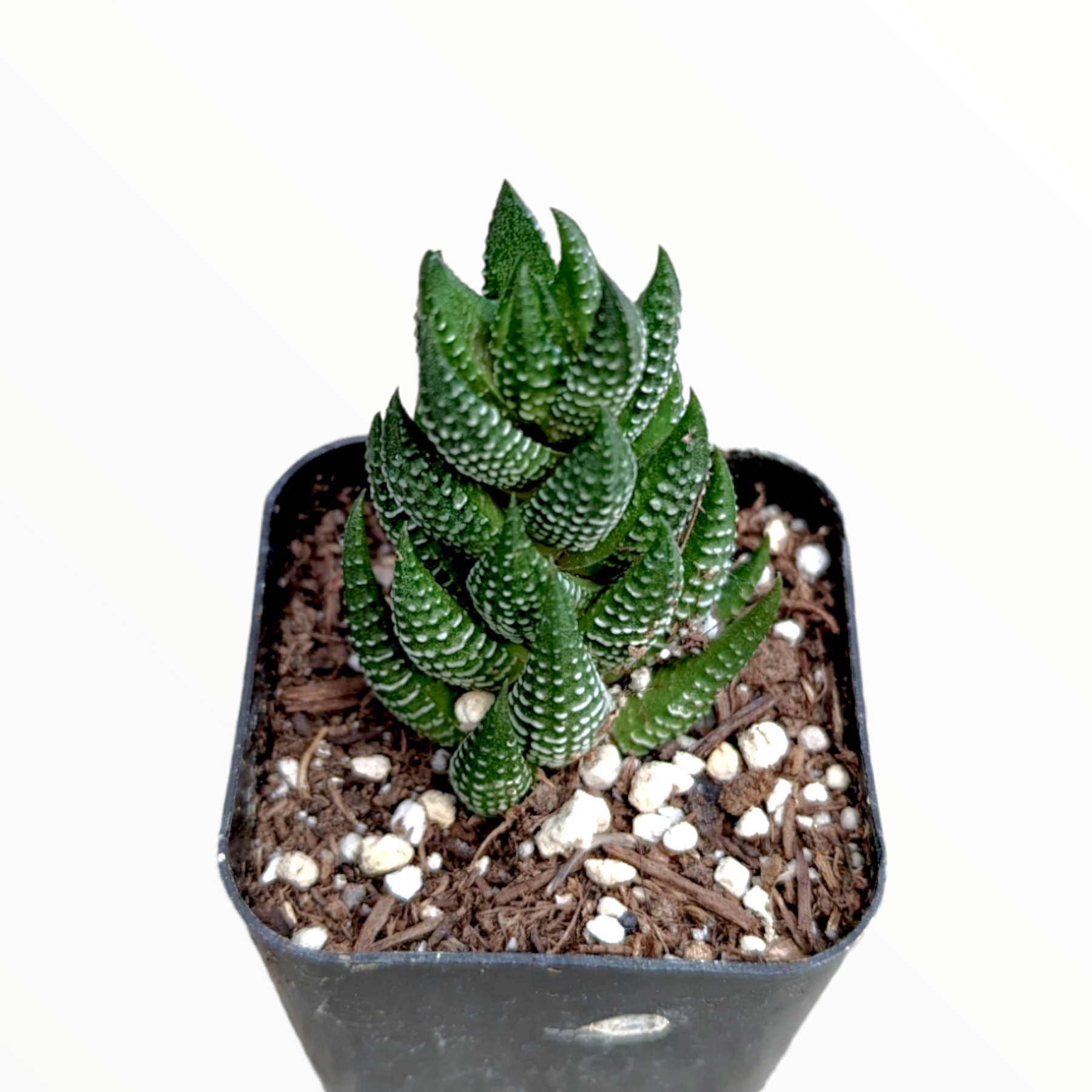 Haworthia reinwardtii 'African Pearls'