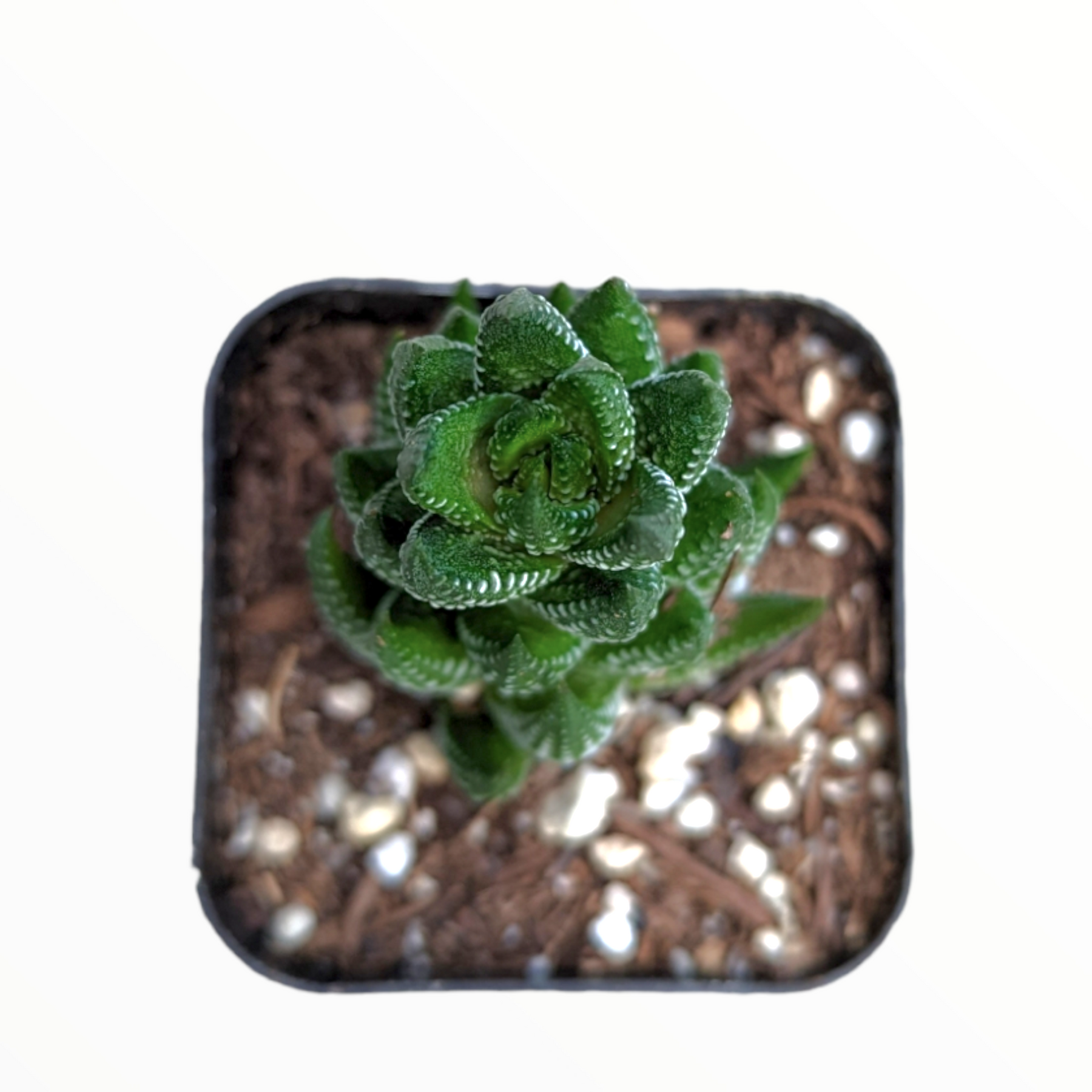 Haworthia reinwardtii 'African Pearls'