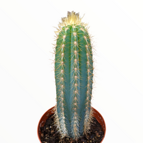 Pilosocereus pachycladus 'Blue Torch Cactus'