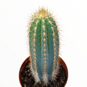 Pilosocereus pachycladus 'Blue Torch Cactus'