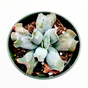 Echeveria 'Culibra'