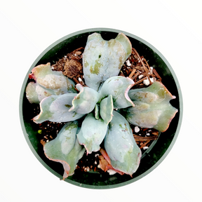 Echeveria 'Culibra'
