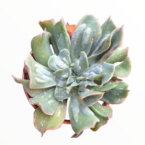 Echeveria 'Silver Spur'
