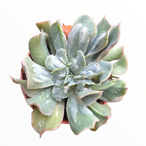 Echeveria 'Silver Spur'