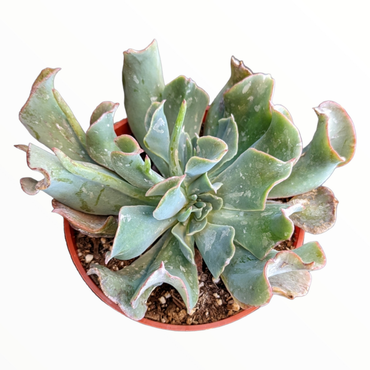 Echeveria 'Silver Spur'