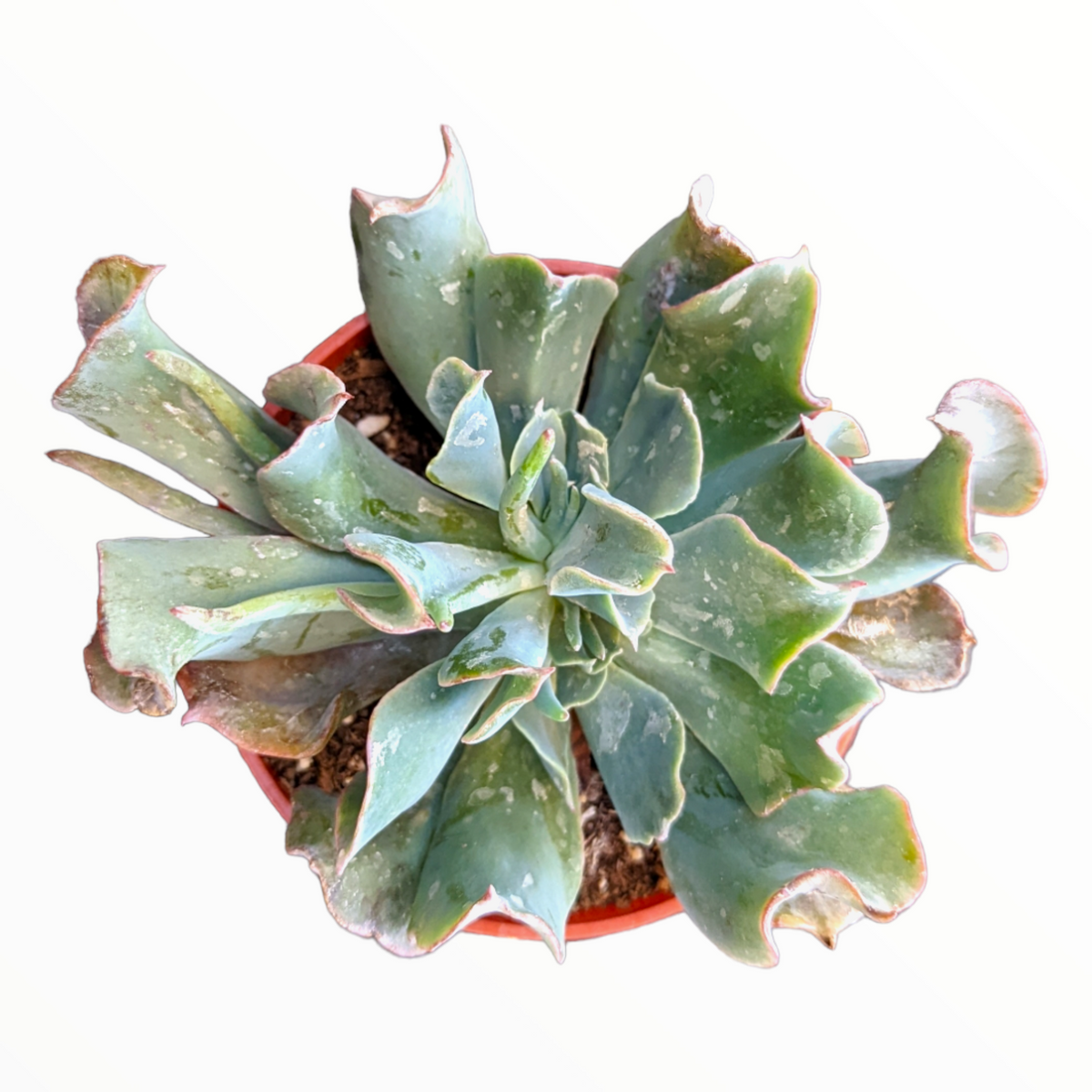 Echeveria 'Silver Spur'