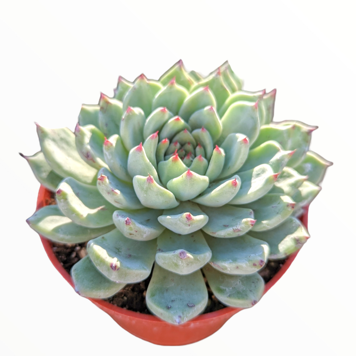 Echeveria cuspidata var. zaragozae