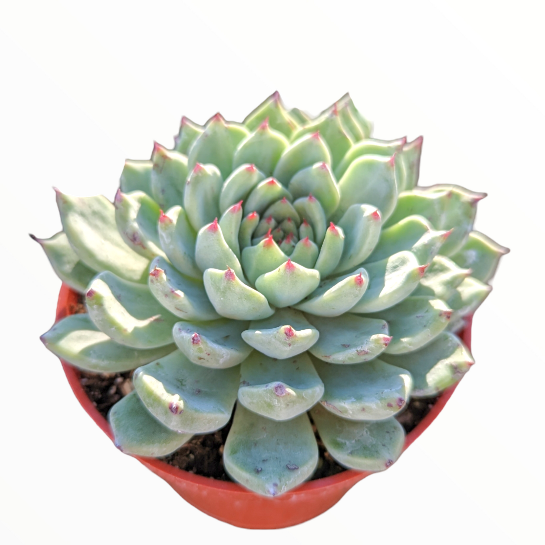 cuspidata succulent Echeveria cuspidata var. zaragozae -