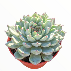 cuspidata succulent care Echeveria cuspidata var. zaragozae -
