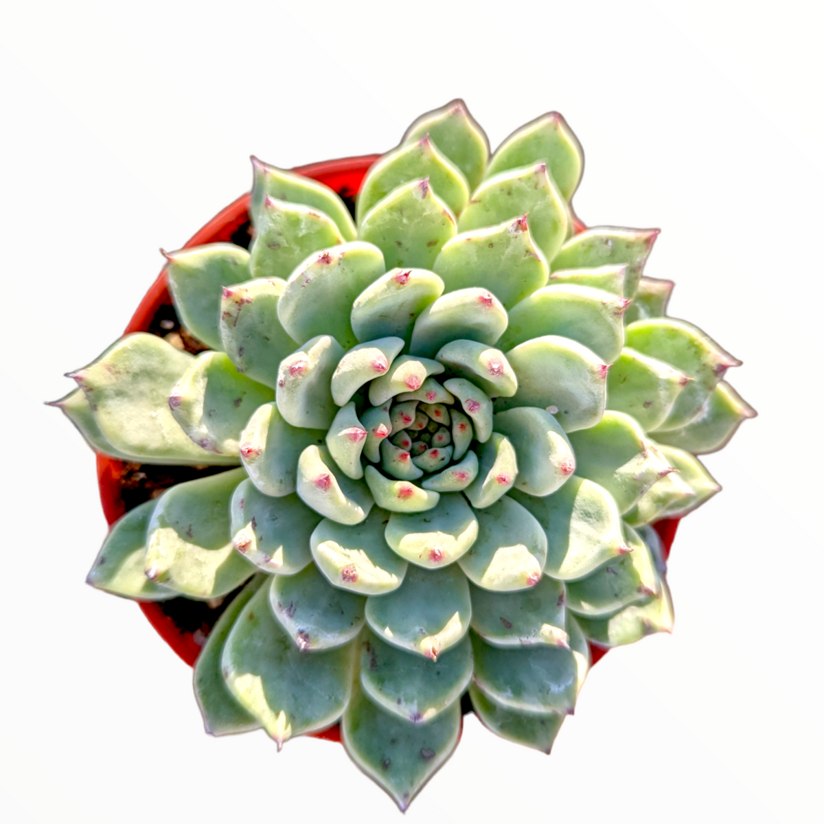 Echeveria cuspidata var. zaragozae