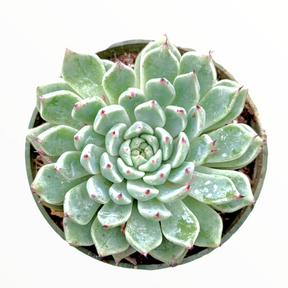 Echeveria cuspidata var. zaragozae