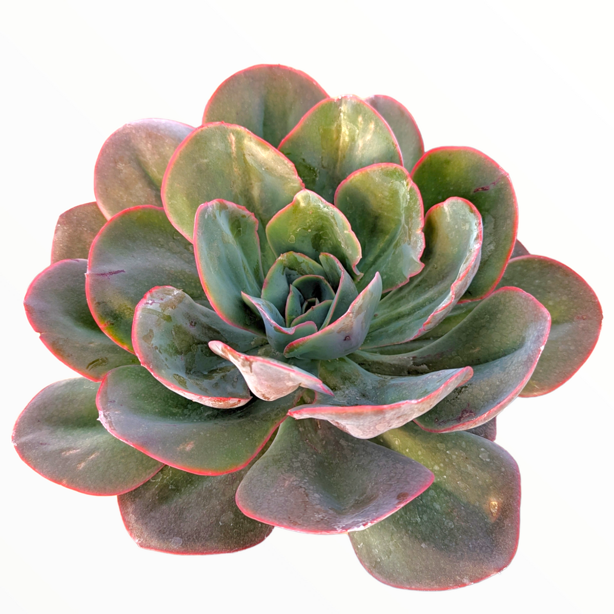 Echeveria 'Da Vinci Code'