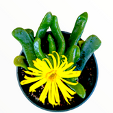Glottiphyllum longim - Tongue Leaf Plant