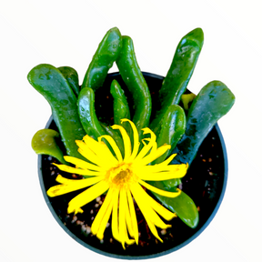 Glottiphyllum longim - Tongue Leaf Plant