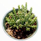 Stapelia Sp. potted succulent with segmented green stems.