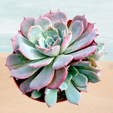 Echeveria Laulensis