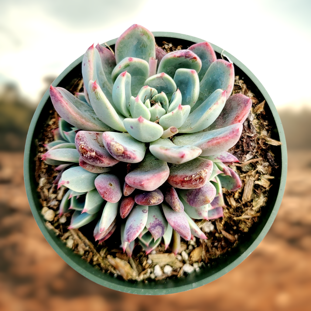 succulents nashville tn Echeveria Nanahukumini