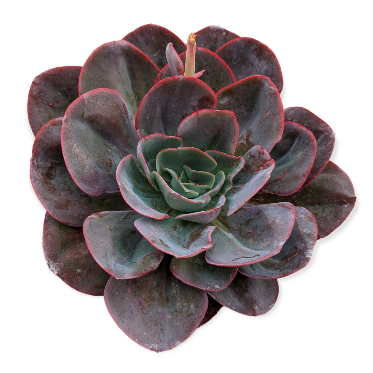 Echeveria 'Da Vinci Code'