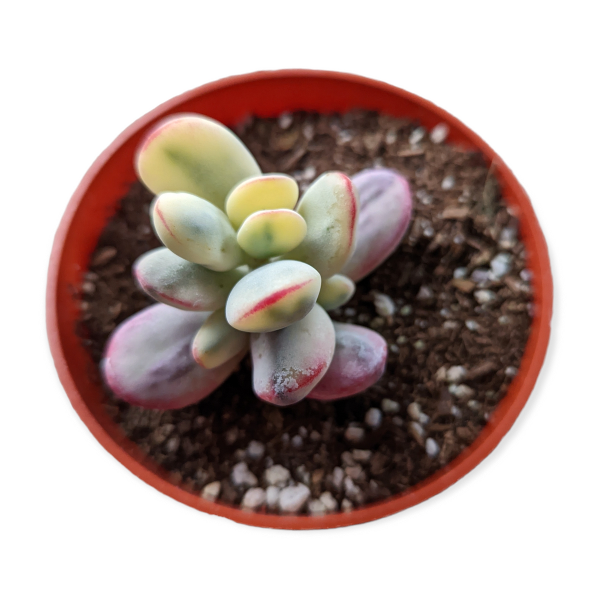 Cotyledon orbiculata 'Ping Pong' Variegata