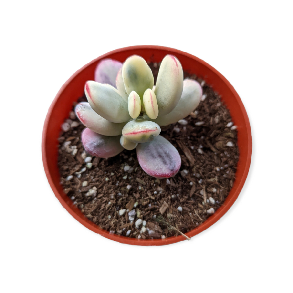 Cotyledon orbiculata 'Ping Pong' Variegata